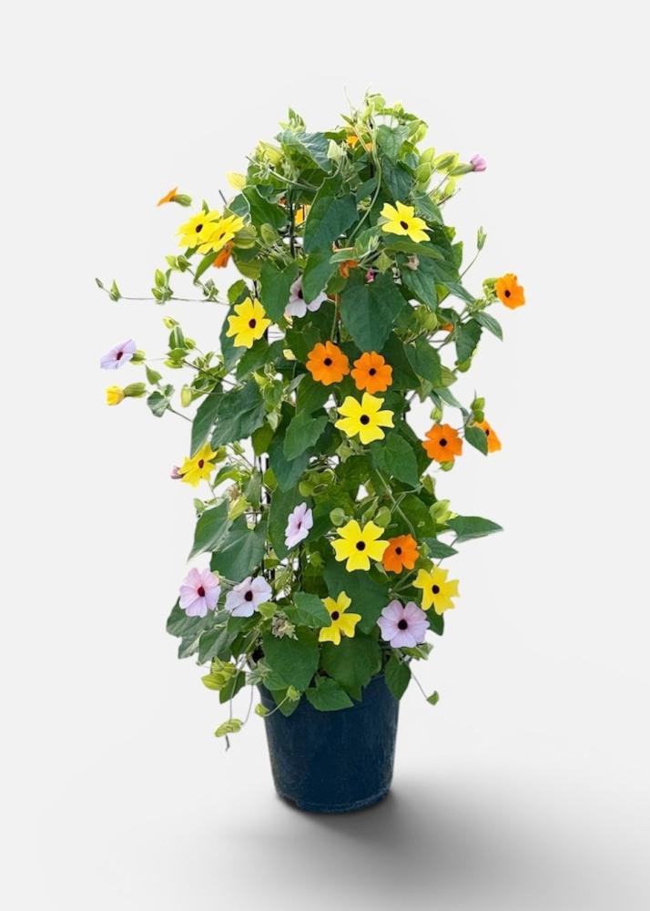 Thunbergia