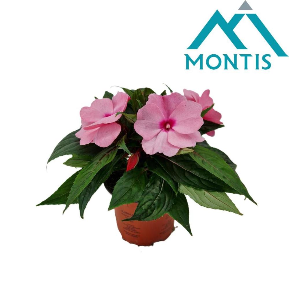 Impatiens new-guinea