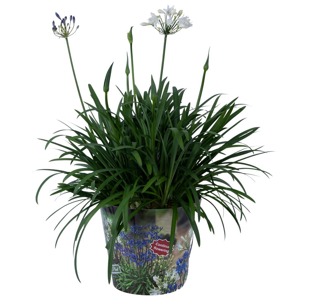 Agapanthus