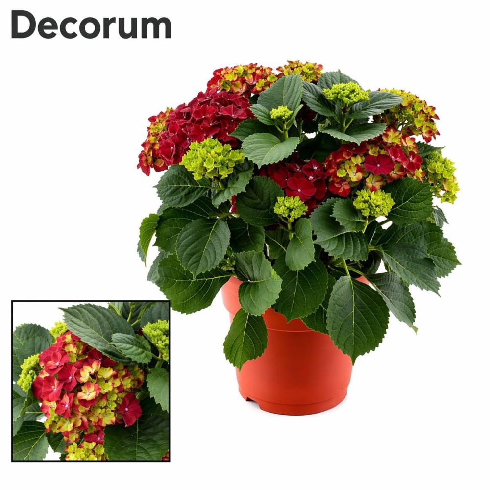 Hydrangea