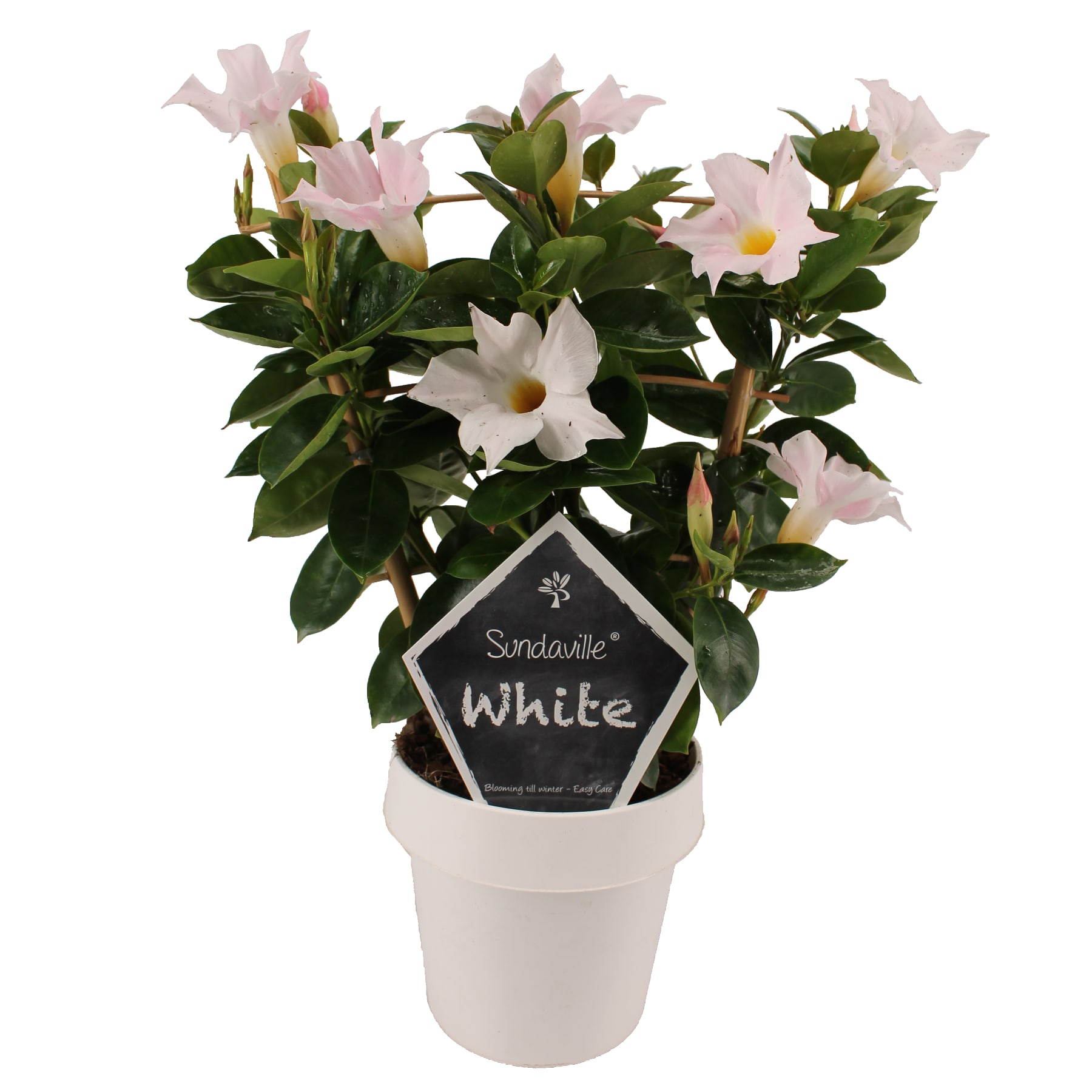 Mandevilla-dipladenia