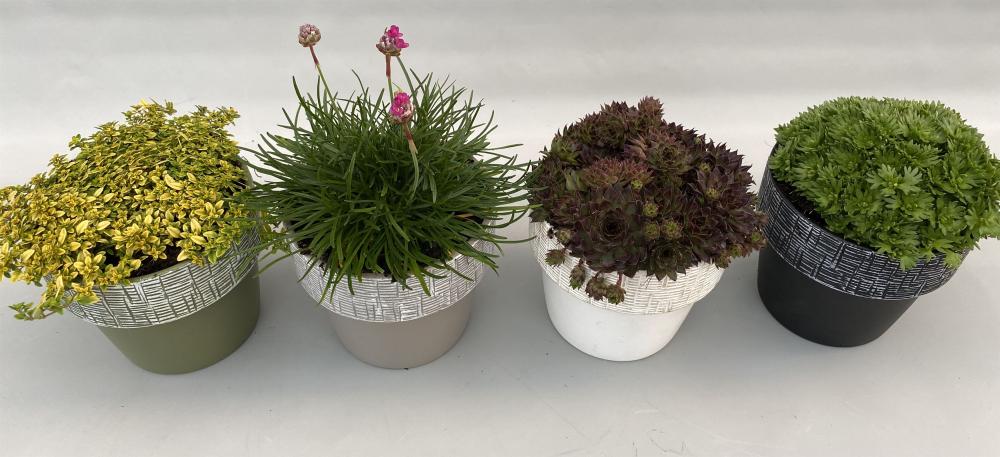 plantes valorisées d'extérieur