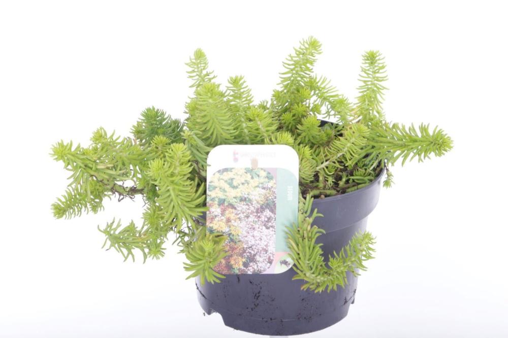 sedum