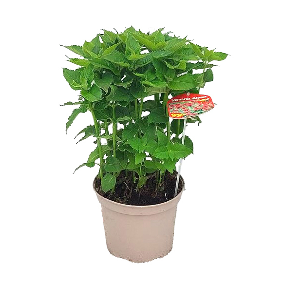 Monarda