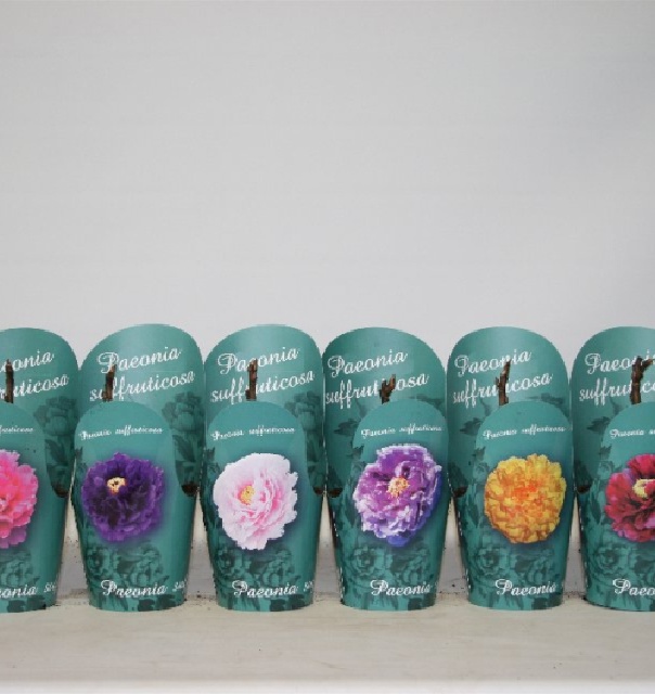 paeonia suffruticosa