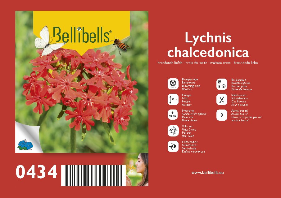 Lychnis