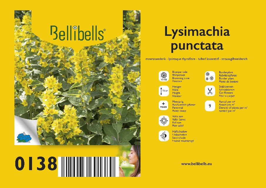 Lysimachia