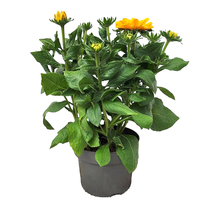 Rudbeckia hirta amarillo