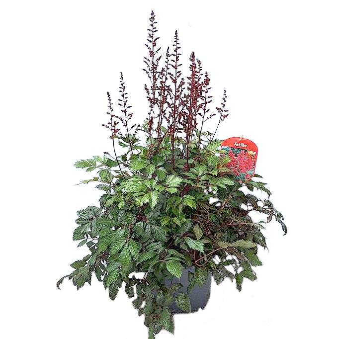 Astilbe ardensii