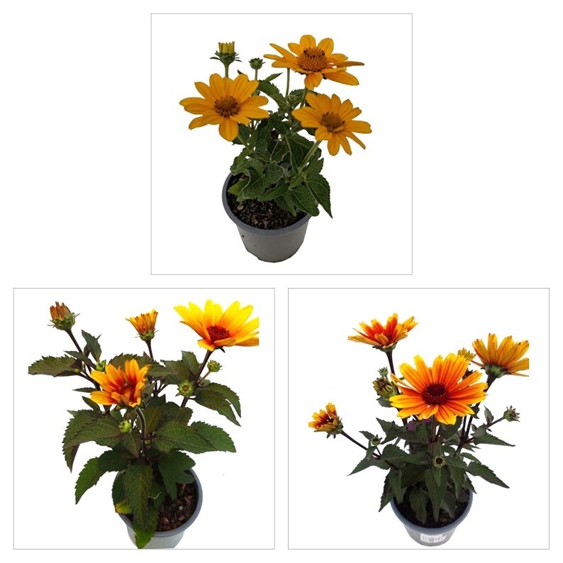 Heliopsis helianthoides sole scuro