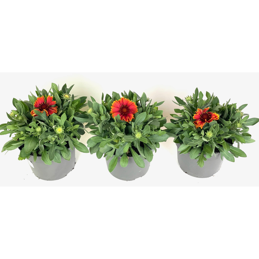 Gaillardia