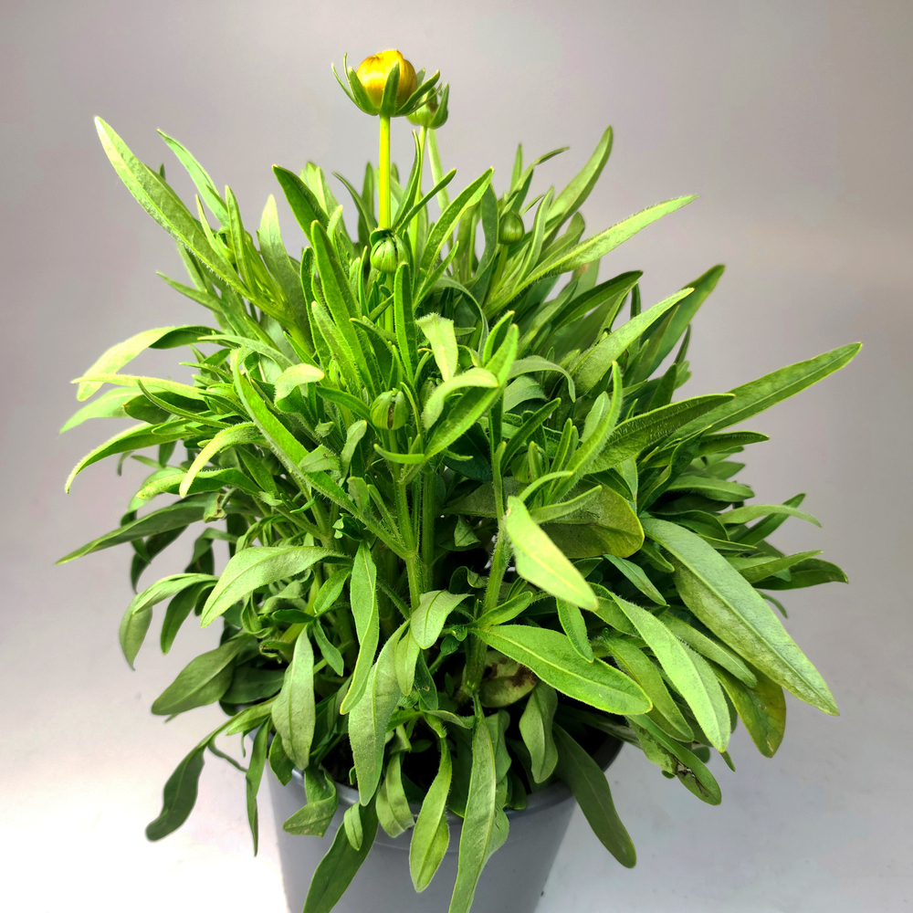 Coreopsis