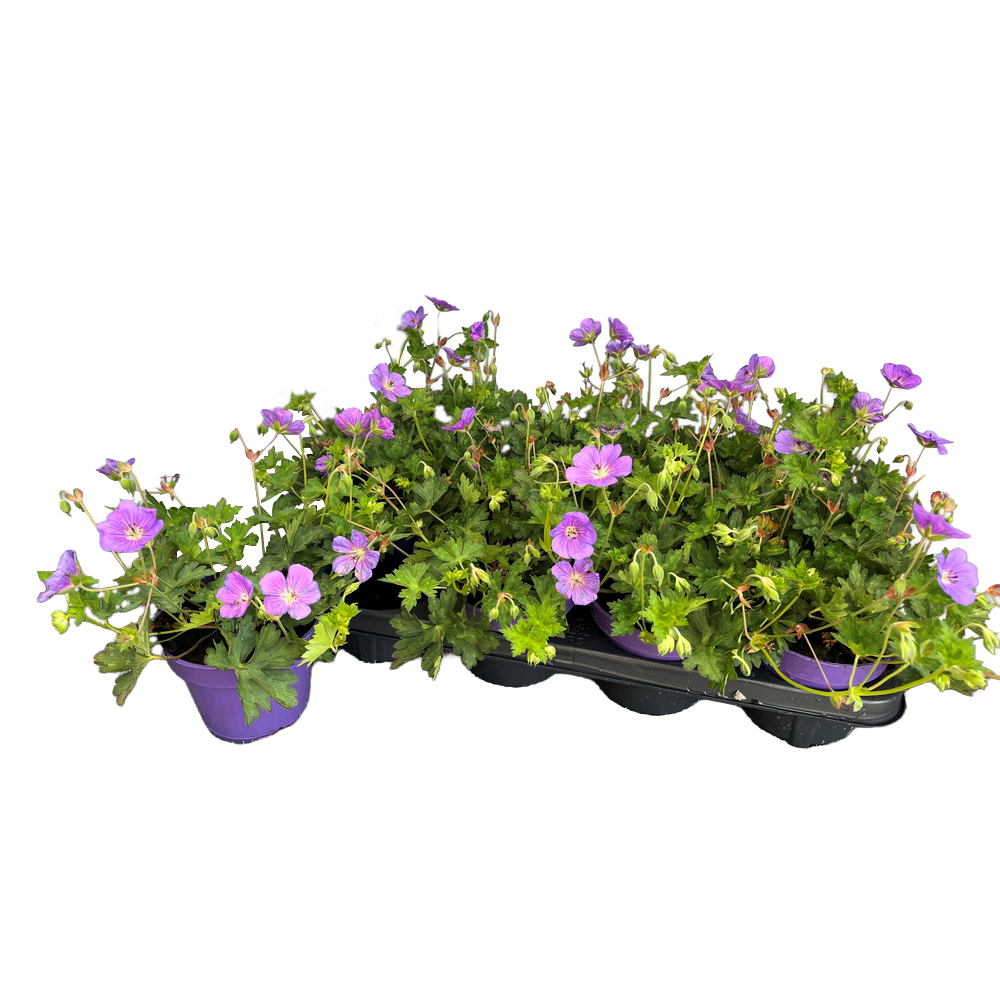 Geranium wallichianum rozanne