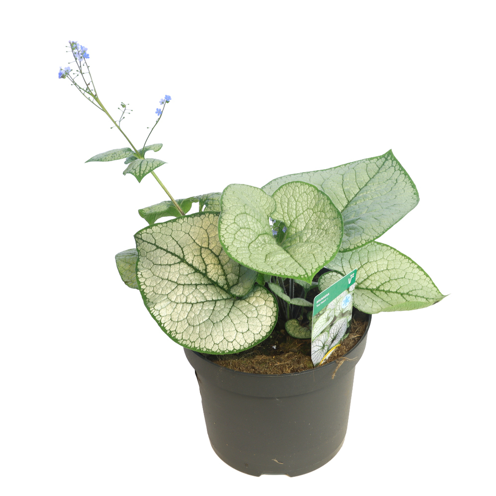 Brunnera macrophylla sea heart