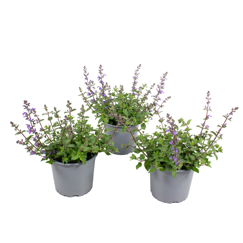 Nepeta purrisan blue