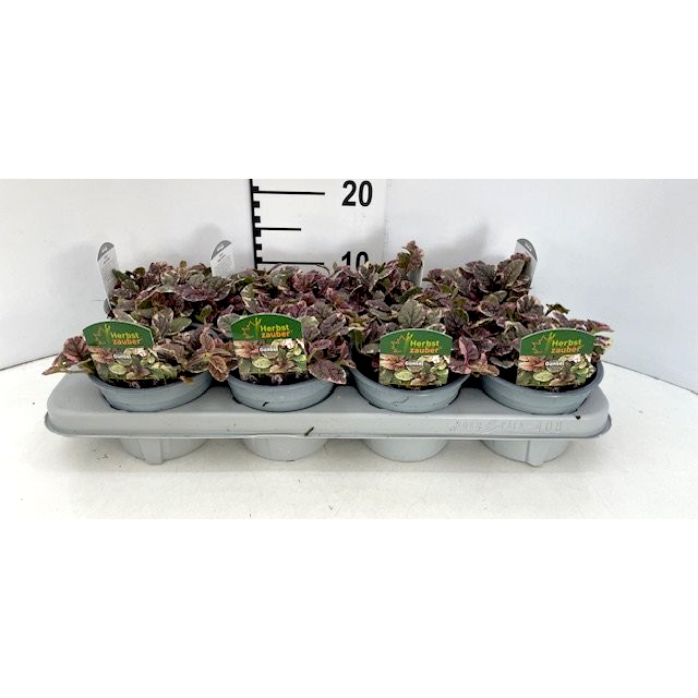 Ajuga reptans burgundy glow