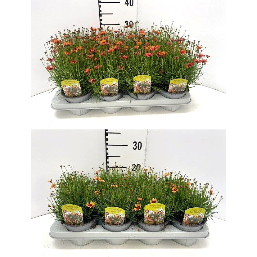 Coreopsis verticillata twinklebells