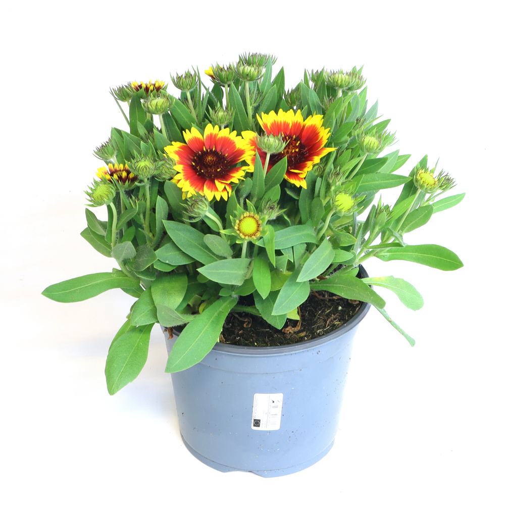 Gaillardia aristata guapa tango
