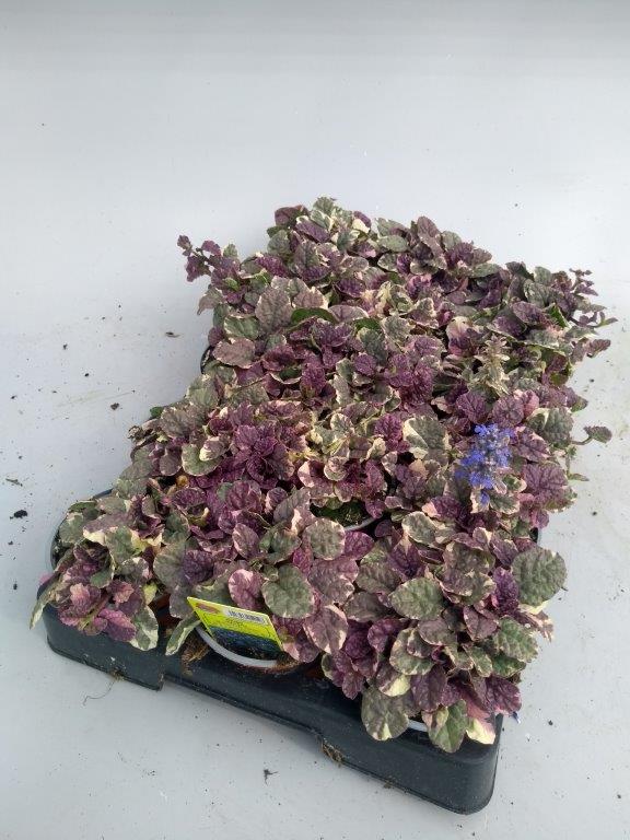 Ajuga