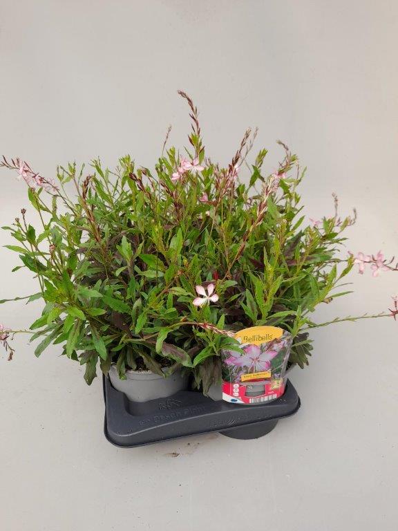 Gaura