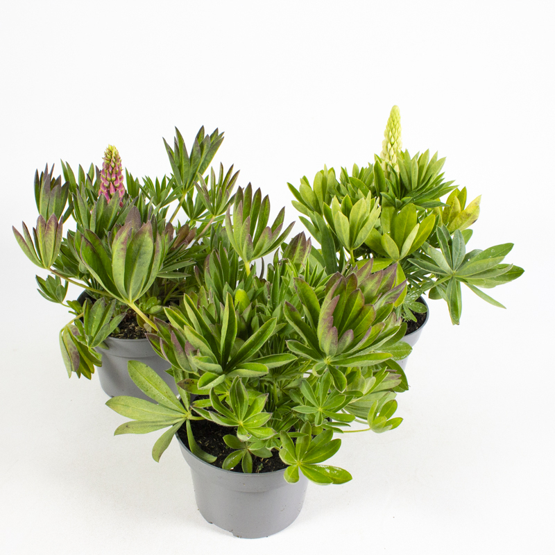 Lupinus hybriden