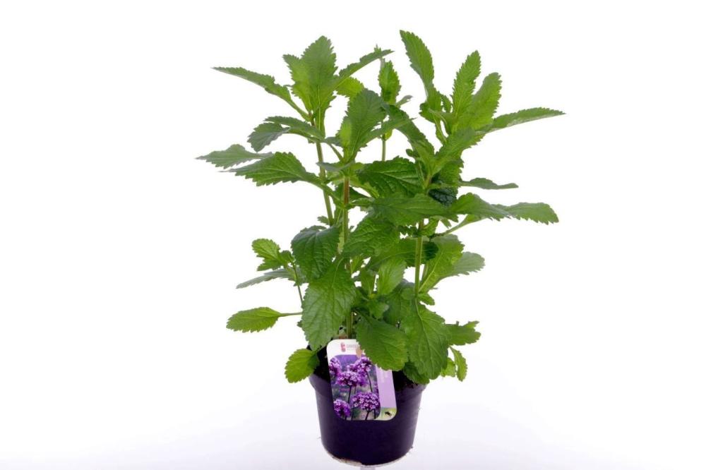 Verbena
