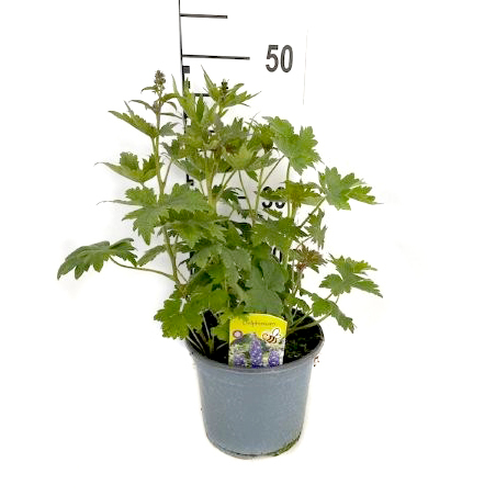 Delphinium grandiflorum