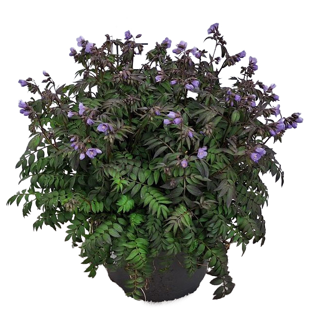 Polemonium caeruleum