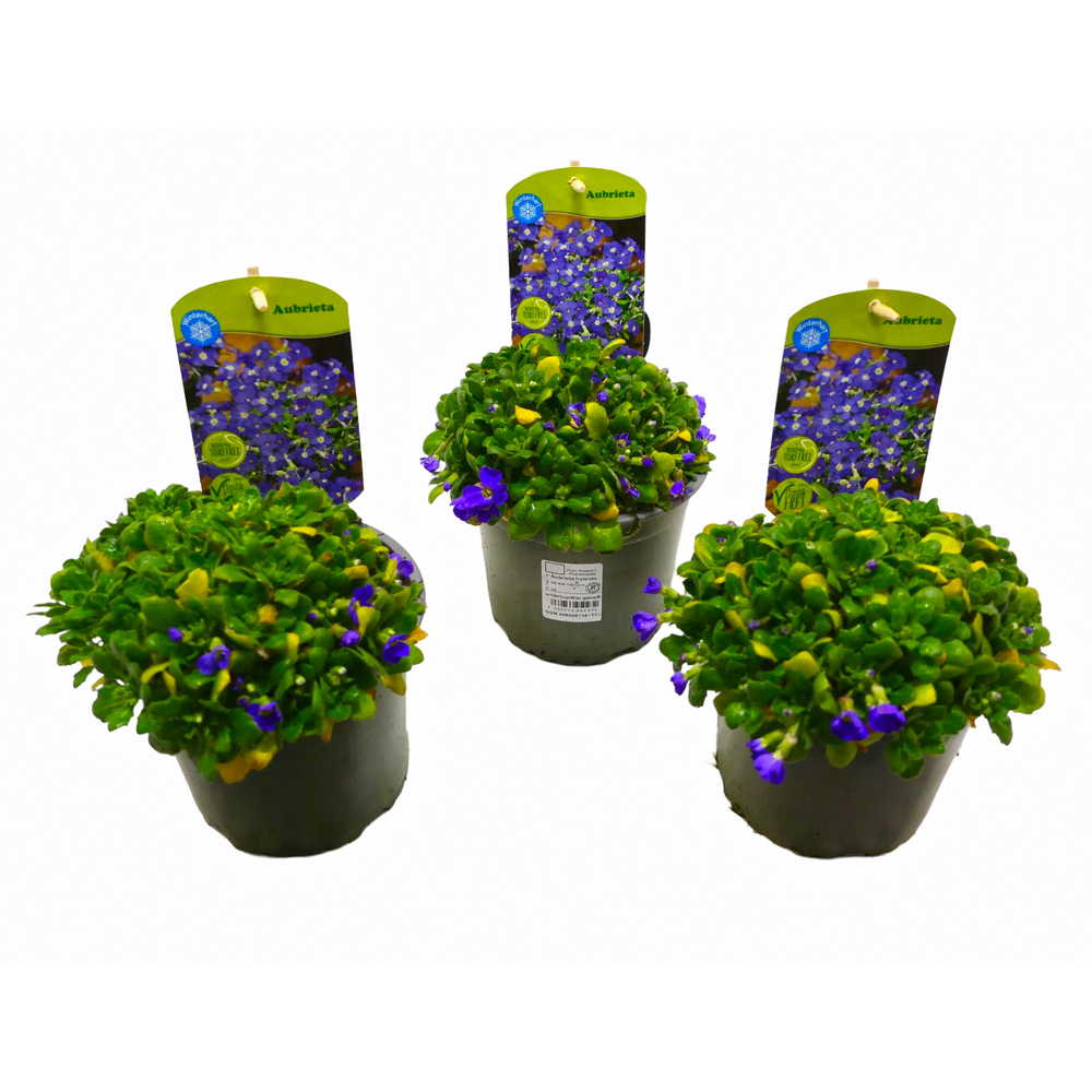 Aubrieta gracilis kitte