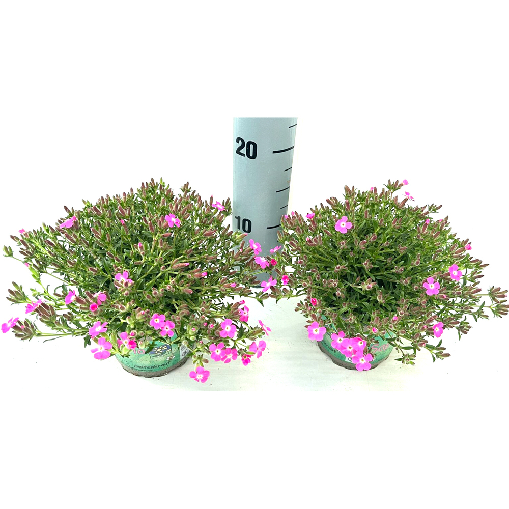 Saponaria olivana bressingham pink