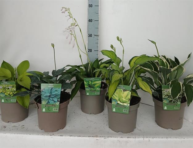 hosta
