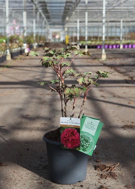 paeonia suffruticosa