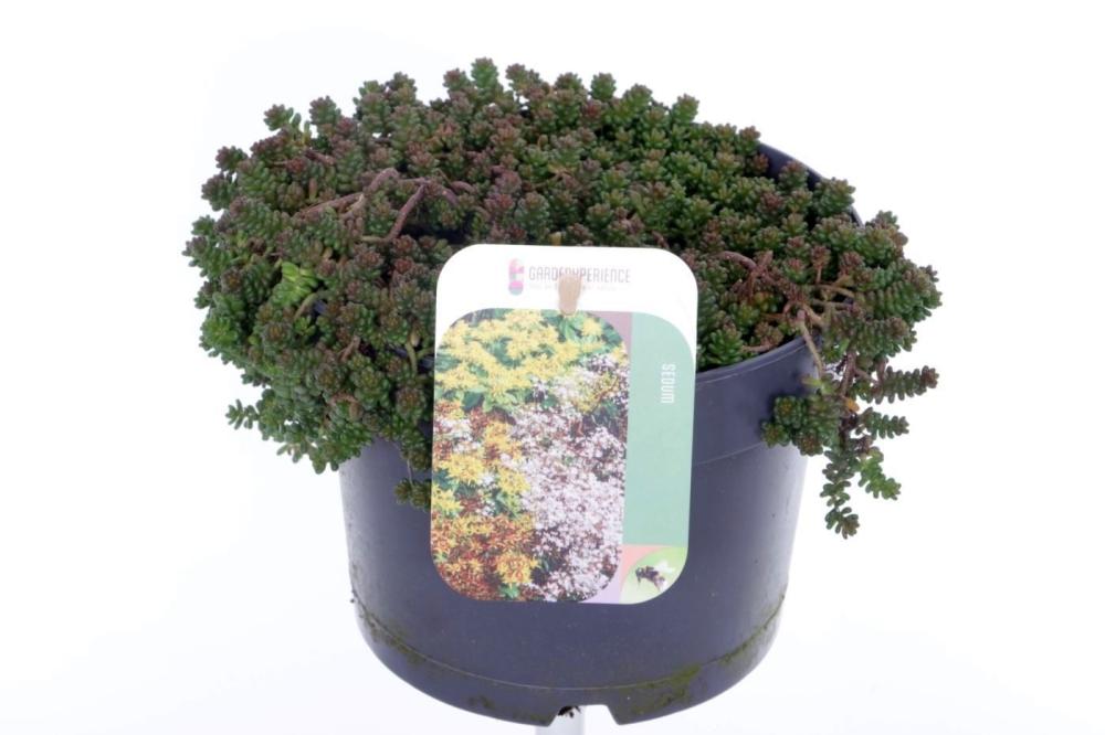 sedum