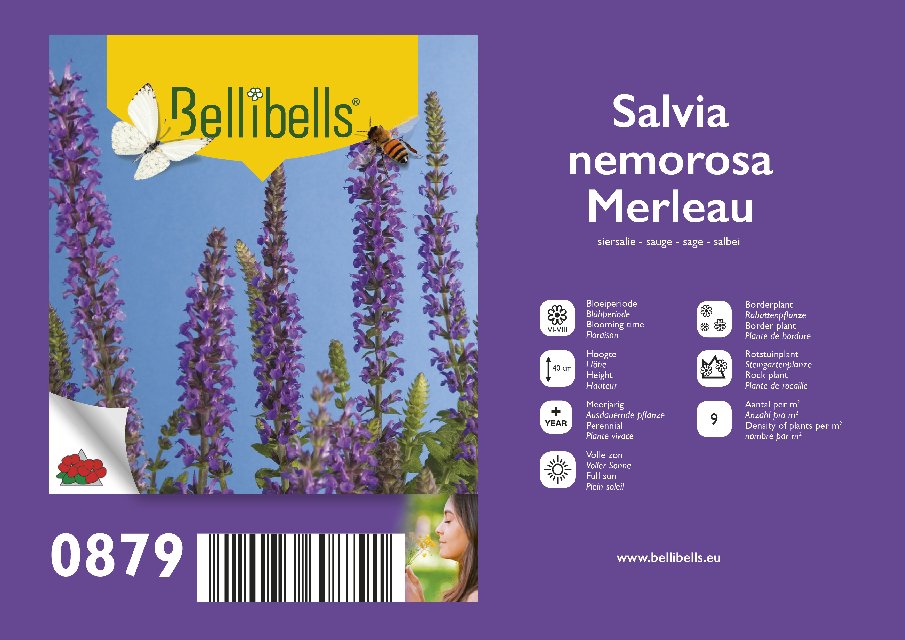 Salvia