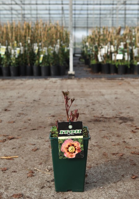 paeonia itoh