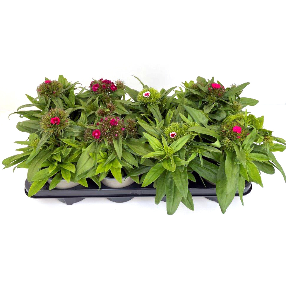dianthus barbarthus