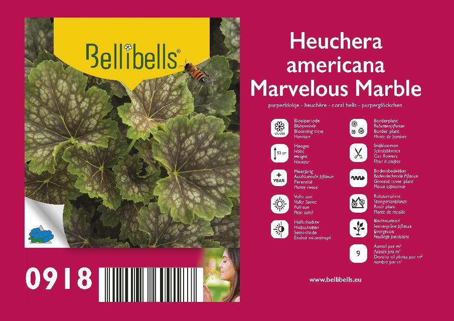 Heuchera