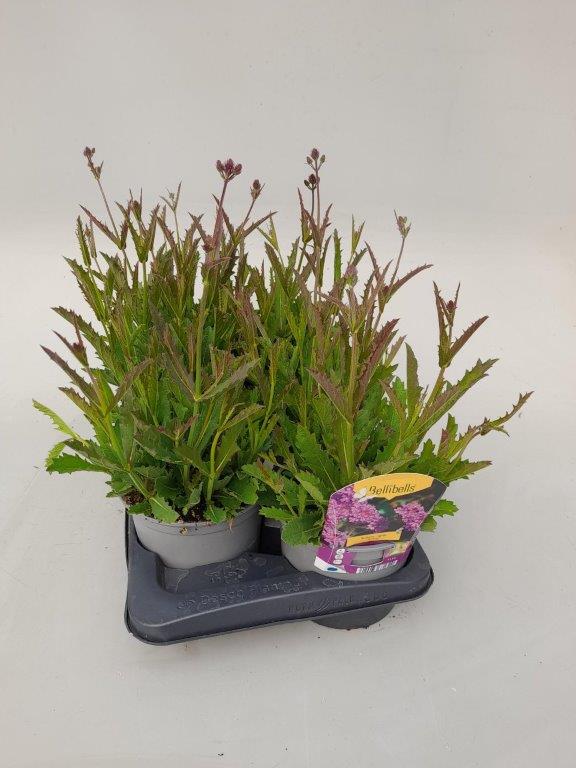 Verbena vivace