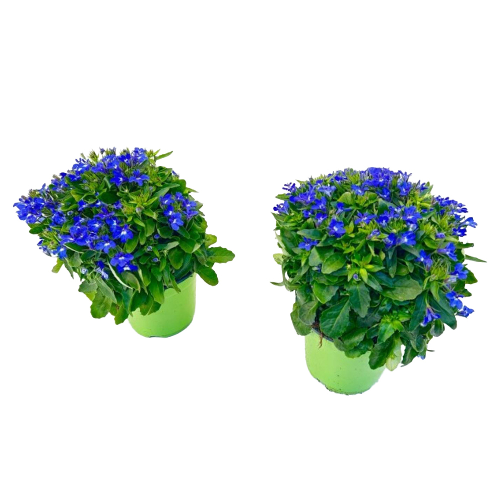Lobelia