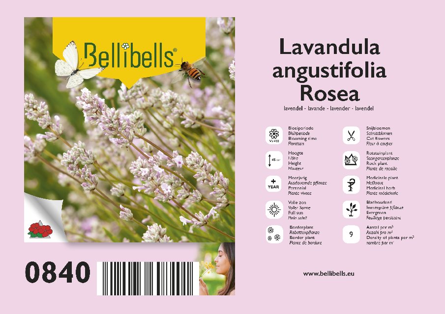 condimentaires aromatiques