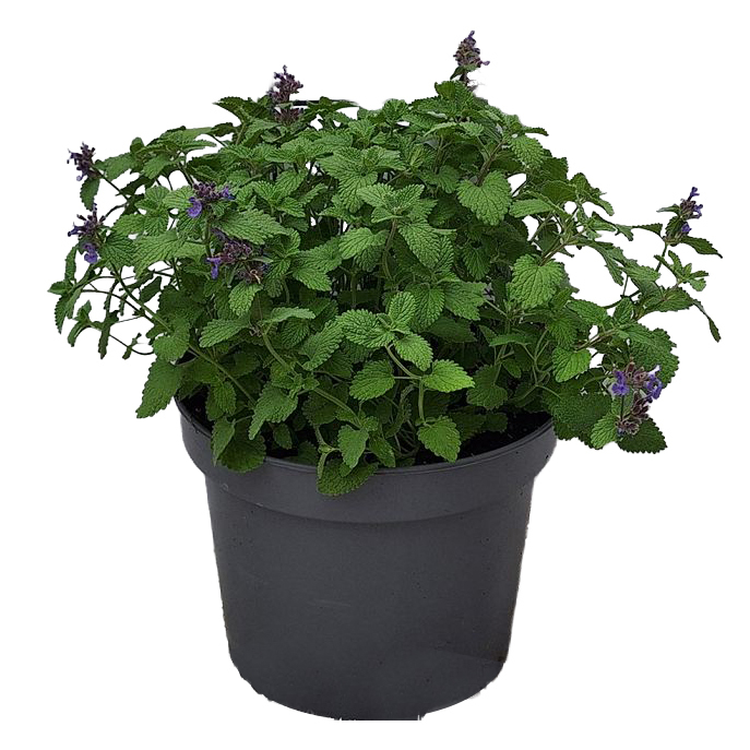 Nepeta
