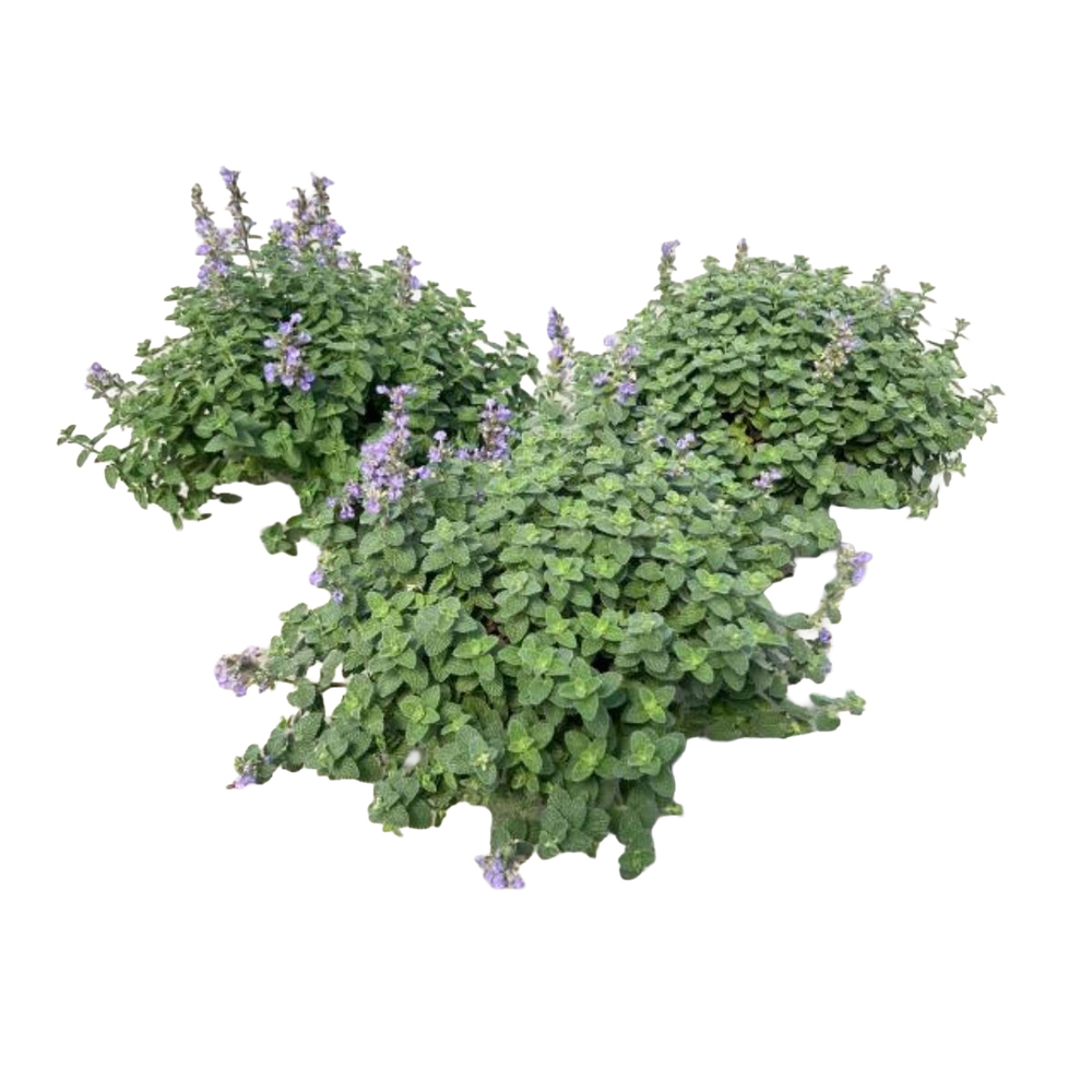 Nepeta faassenii cats pajamas