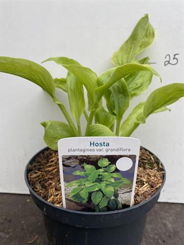 hosta
