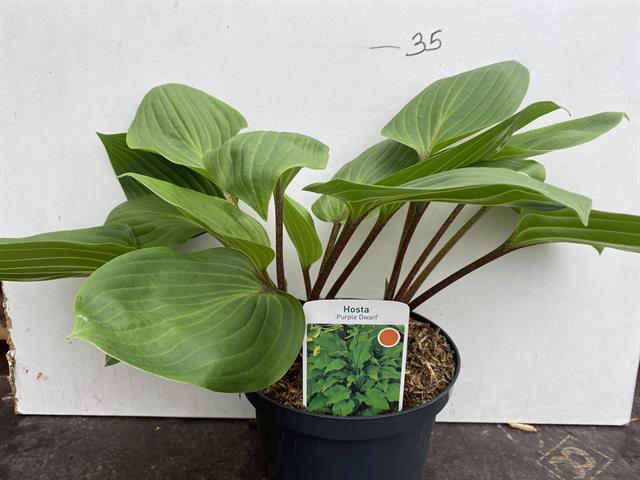 hosta