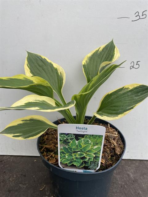 hosta