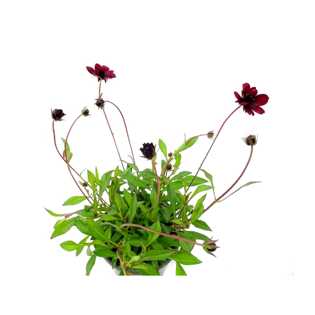 Cosmos atrosanguineus
