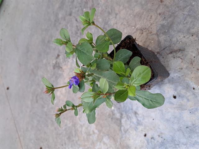 Ceratostigma