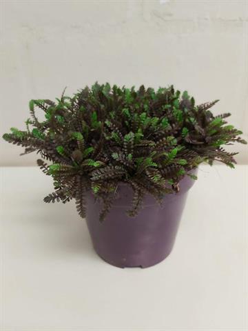 Leptinella