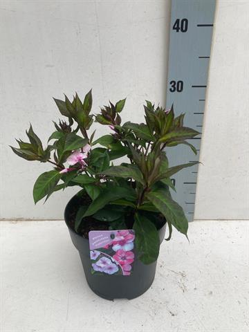 Phlox