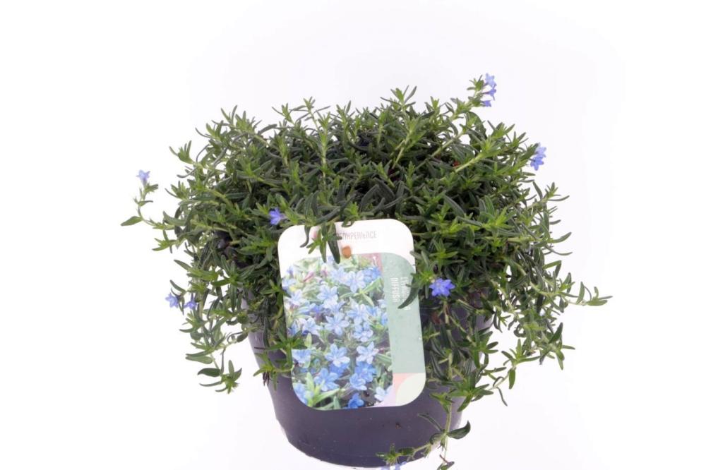Lithodora